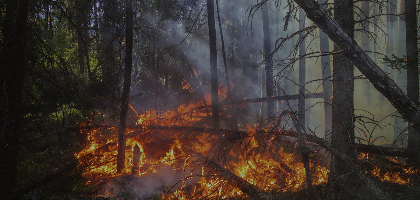Forest Fire